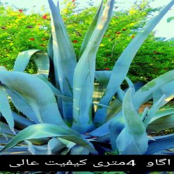 گلخانه و نهالستان 