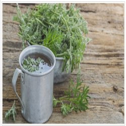 فروش گیاهان طبی