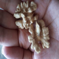 گردو