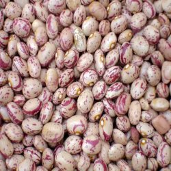 لوبیاچیتی اعلا
