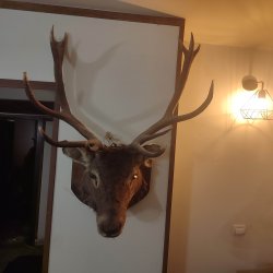 سر قدیمی مارال ۶ ساله ایرانی قدیمی مجاز سر قدیمی مارال ۶ ساله ایرانی قدیمی مجاز