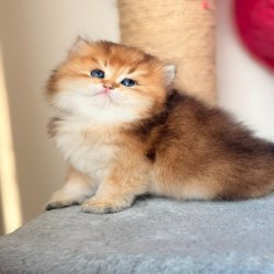 گربه بریتیش لانگ هیر گربه بریتیش لانگ هیر