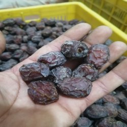 فروش خرما مضافتی غیره فروش خرما مضافتی غیره