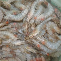 میگو پرورشی تازه – سایز درشت | تحویل در دبی