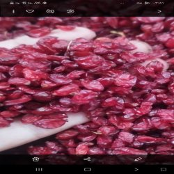 زعفران ساسانی زعفران ساسانی