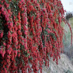 زرشک