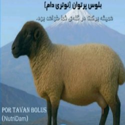 بلوس ایمنی گوسفند بلوس ایمنی گوسفند