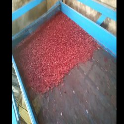 زرشک اصل قاینات