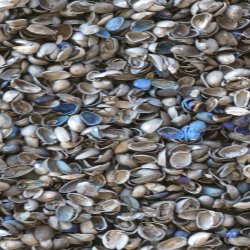 کربن درجه یک صادراتی