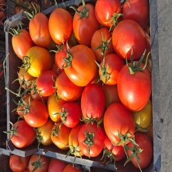 فروش گوجه tomato