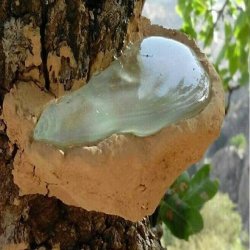 آدامس سقز یا کوهی