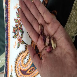 پسته رفسنجان