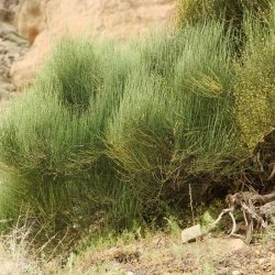افدرا یا ریش بزی افدرا یا ریش بزی