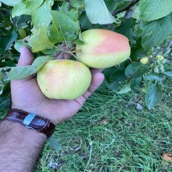 صادرات سیب از شهرستان اشنویه
