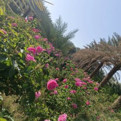 گل محمدی