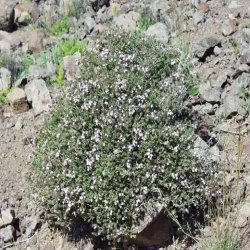 آویشن مرغوب ایرانی