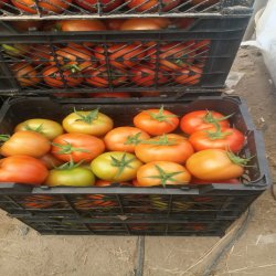 گوجه فرنگی دافنیس گوجه فرنگی دافنیس