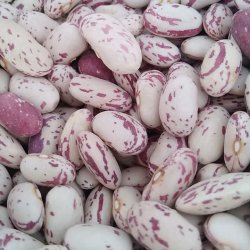 لوبیا چیتی سال