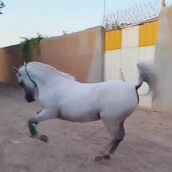 مادیان اصیل و سالم