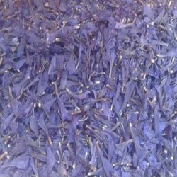 گل گاو زبان کوهستان گل گاو زبان کوهستان