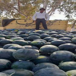 الخظار و الفواکه تره بار