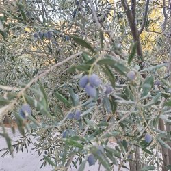 روغن زیتون اصل از باغ شخصی روغن زیتون اصل از باغ شخصی