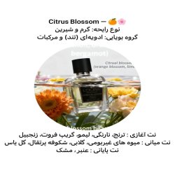 سفیران زیبایی