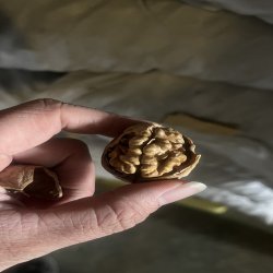 فروش عمده گردو و بادام درختی درجه یک