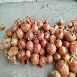 پیاز درجه یک