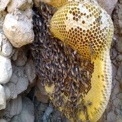 فروش عسل کوهی 