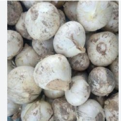 فروش سیر موسیر گردو فروش سیر موسیر گردو