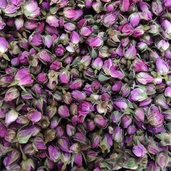غنچه گل محمدی 