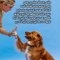 آموزش نگهداری از سگ های خانگی