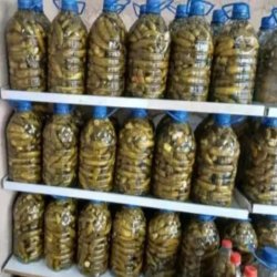خیارشور پویا 