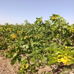 فروش پسته اکبری و احمدآقایی کرمان