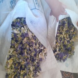 گل ختمی
