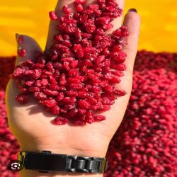 عرضه مستقیم زعفران، پسته و خرمای ممتاز عرضه مستقیم زعفران، پسته و خرمای ممتاز