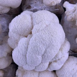 قارچ دارویی یال شیر 
