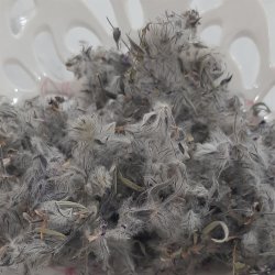 چای کوهی