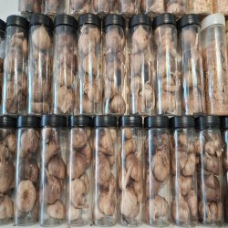 سیر سیاه عالی