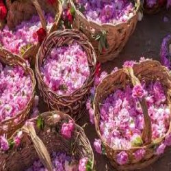 عرقیجات اعلا