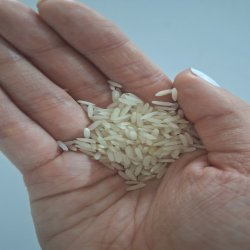 برنج ایرانی هاشمی کشت دو 