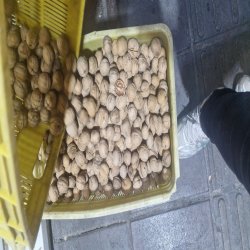 فروش گردو پوست کاغذی مراغه فروش گردو پوست کاغذی مراغه