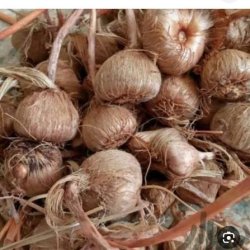 زعفران زعفران