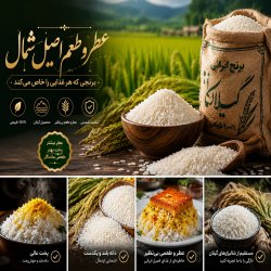 فروش برنج محلی استان گیلان 