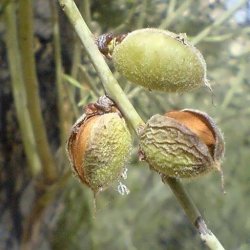 بادام کوهی 