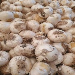 فروش موسیر و میوه خشک