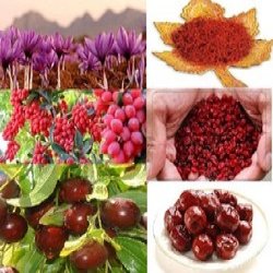 زرشک ایرانی زعفران ایرانی 