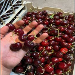 انواع مدل گیلاس درجه یک
