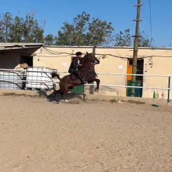 اسب اصیل مسابقه ای